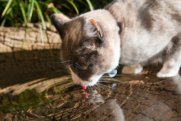 dehydration summer pets urgent care